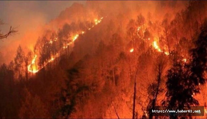 Artvin'de orman yangını