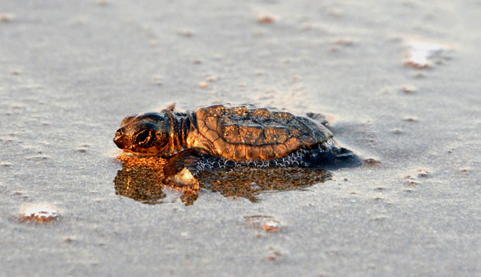 Caretta caretta yuvaları yarıya düştü