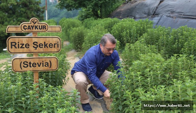 Bu yılın ilk "stevia" hasadı yapıldı 