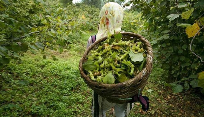 Ordu’da fındık hasat tarihleri açıklandı