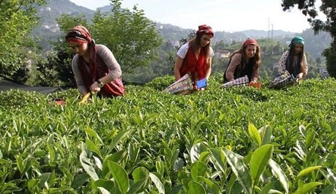 ÇAYKUR'da yaş çay bedeli ödemelerine başladı