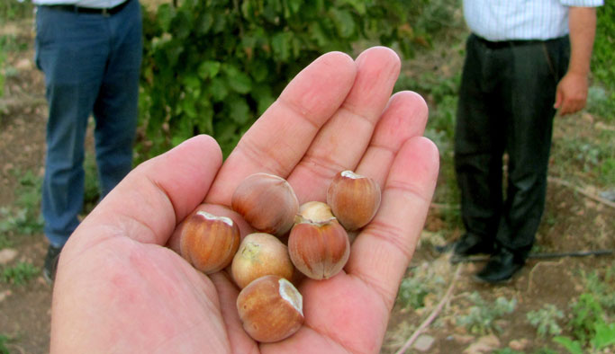 Karadeniz Bölgesi haricinde ilk kez fındık yetişti