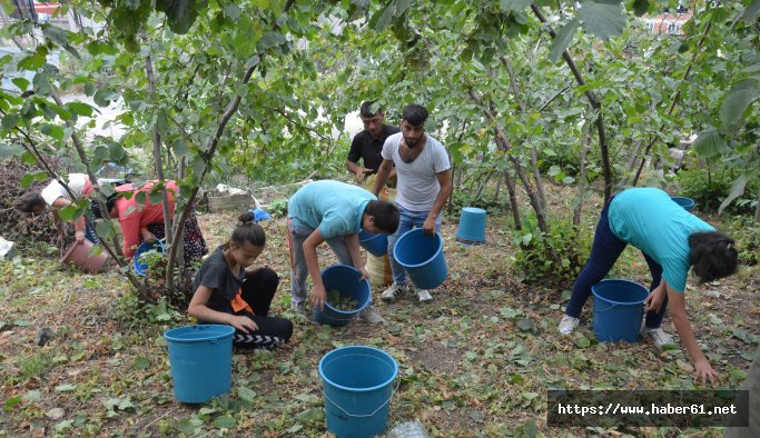 Üreticinin umudu yeni sezonda... Karadeniz'de fındık hasadı başladı