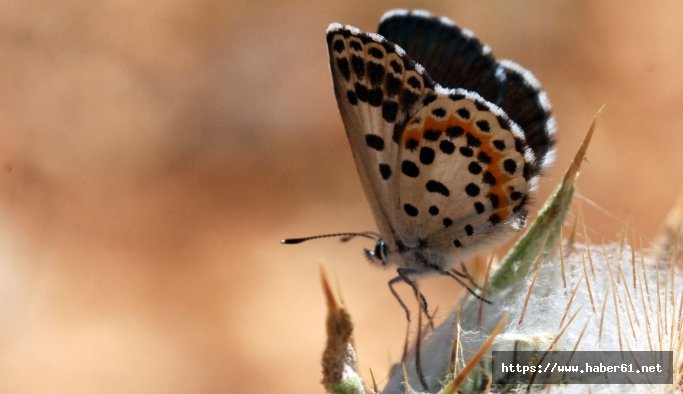 Kara Mavi Gümüşhane’de fotoğraflandı 