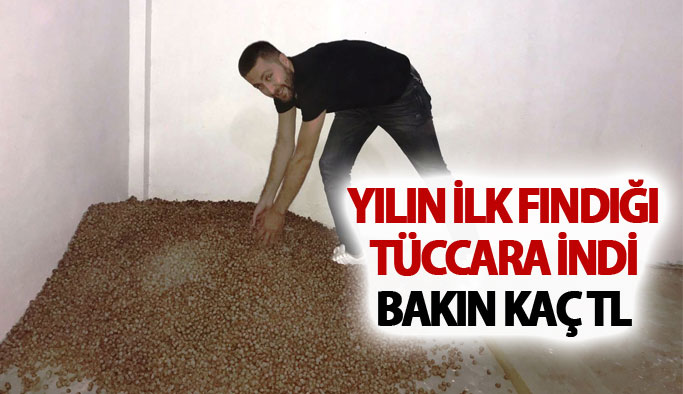 Yılın ilk fındığı tüccara indi: Kilosu Bakın kaç TL