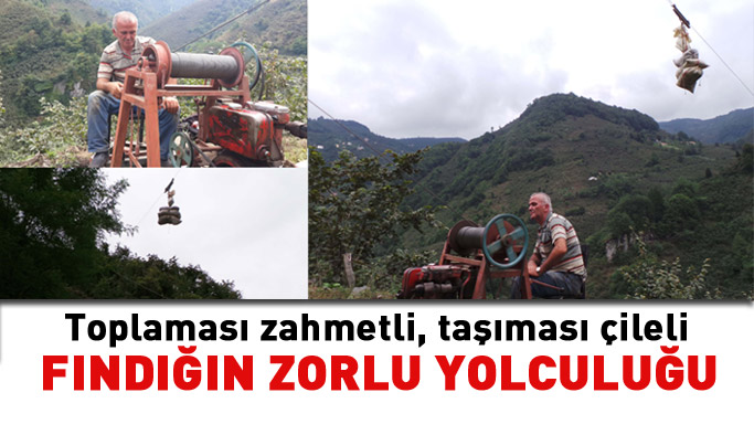 Toplaması zahmetli fındığın zorlu yolculuğu