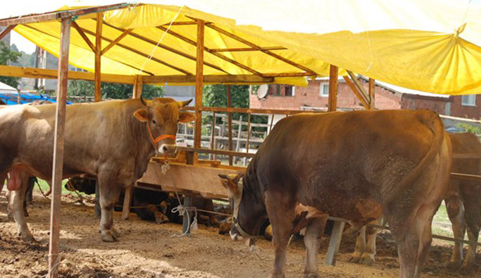 Ordu'da kurbanlıklar alıcı bekliyor