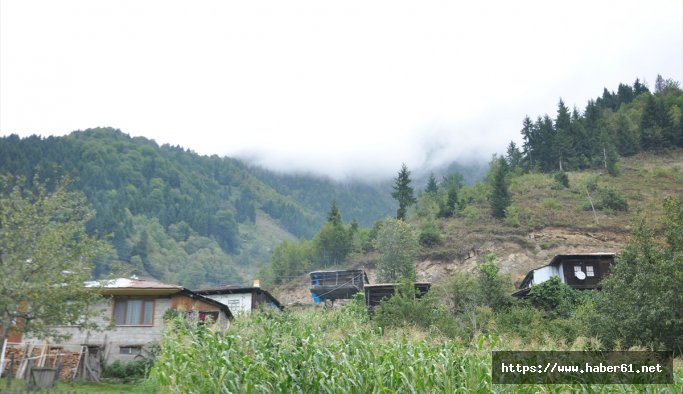 Artvin, "Macahel Saf Kafkas Arı ve Bal Festivali"ne hazırlanıyor