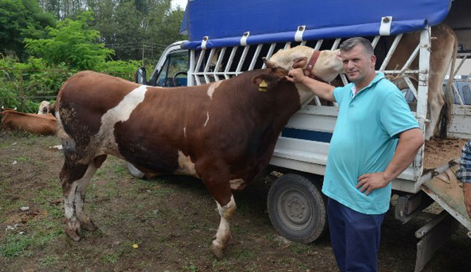 Kurbanlıklar fındığa takıldı