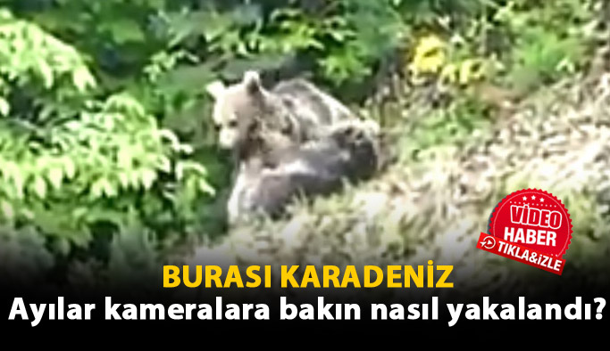 Artvin'de ayılar kameralara takıldı