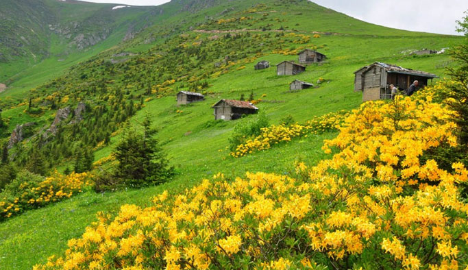 Doğu Karadeniz’de 400 bitki gelir kapısı olacak