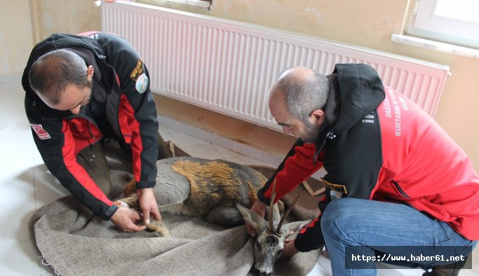 İkizdere'ye düşen karaca kurtarıldı