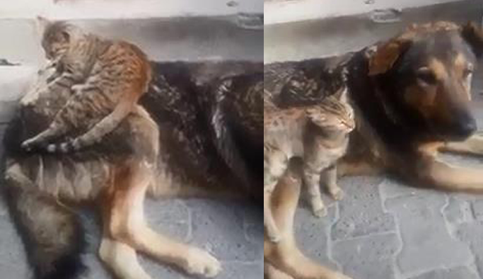 Kedi ile köpeğin dostluğu ilgi çekti