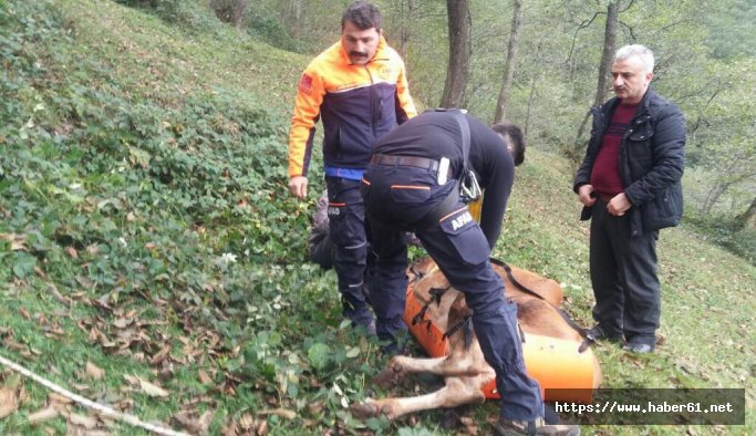 Trabzon'da yamaçtan düşen inek kurtarıldı