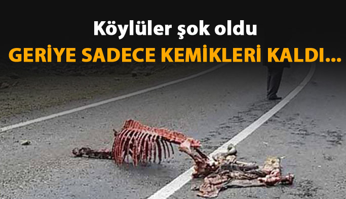 Köylüler şok oldu! Sadece kemikleri kaldı...