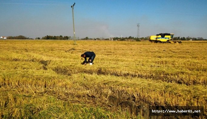 Çeltikte hasat yüzleri güldürdü