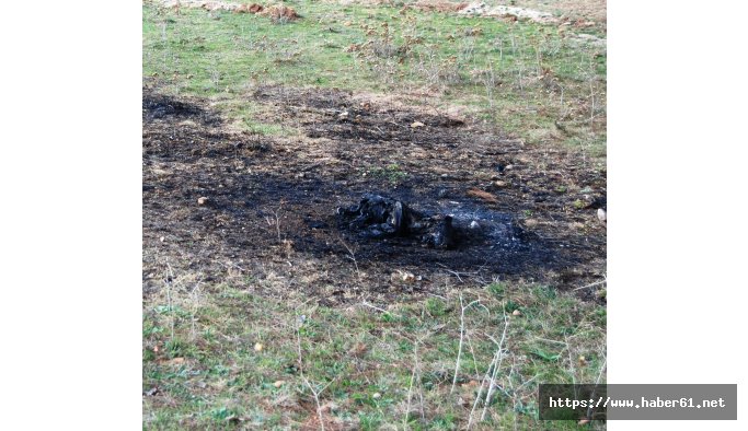 Böyle vahşet görülmedi! Köpeği diri diri yaktılar