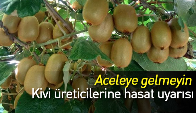 Kivi üreticilerine erken hasat uyarısı