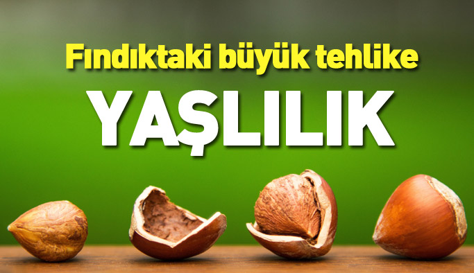 Fındıktaki büyük tehlike: Yaşlılık