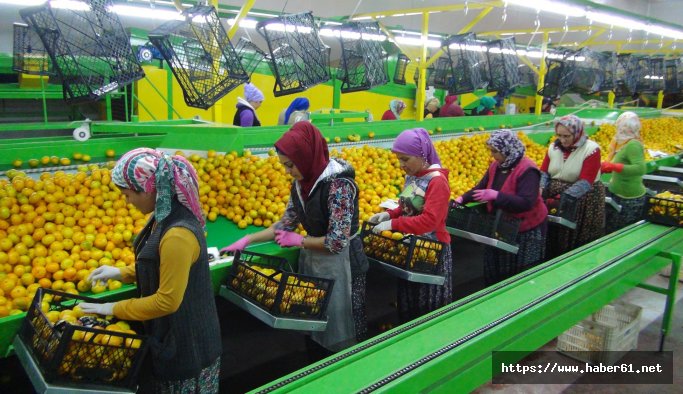 Rusya kapıları açtı mandalina ihracatı başladı 