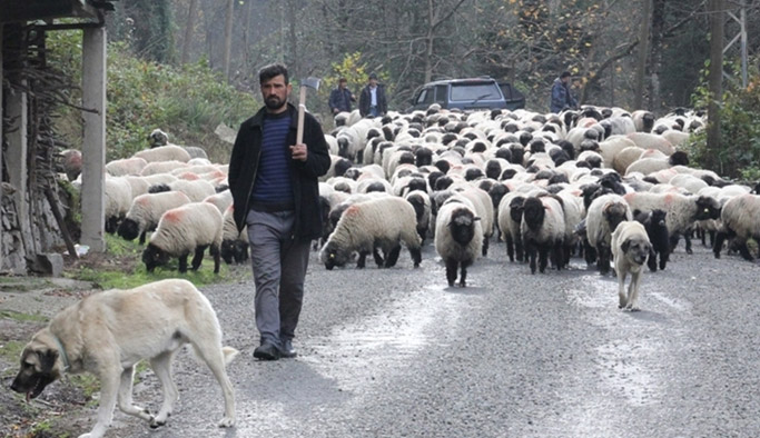 Giresun'da yaylacılar dönüş yolunda