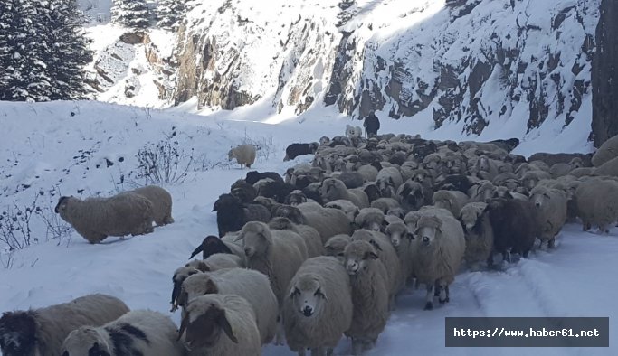 Yaylada mahsur kalanlar kurtarılıyor