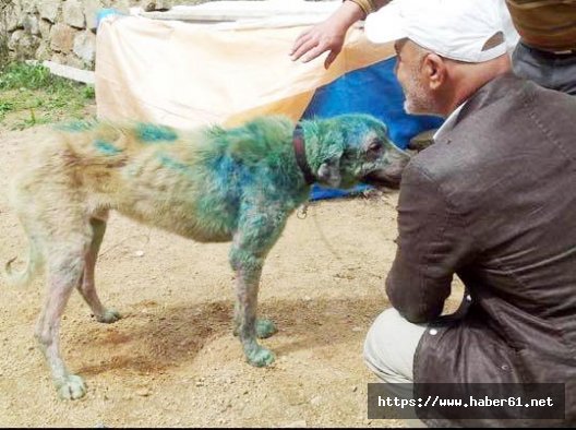 Yardıma muhtaç köpek iyileştirildi