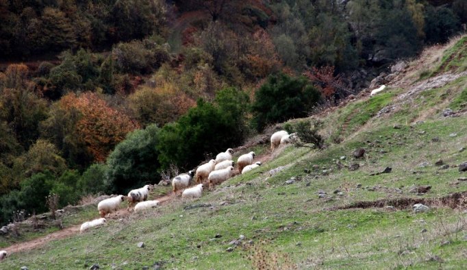 Samsun’da keçileri kaçırtan ihbar