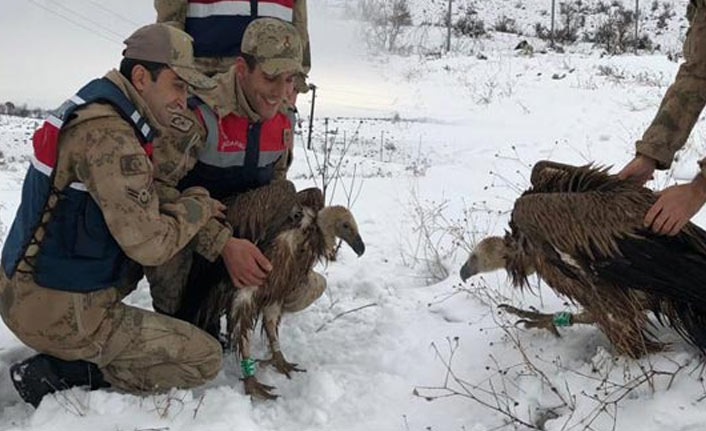 Yaralı bulundu, korumaya alındı!