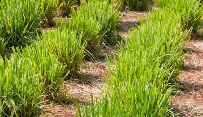 Ordu, limon otu ile ferahlayacak