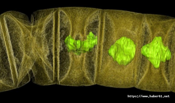 Dünyanın en eski yosun fosili tam 1 milyar yaşında
