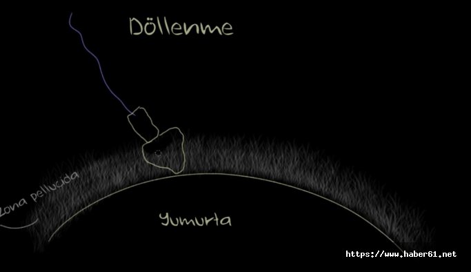 Kanser hastaları üreme hücrelerini dondurabiliyor