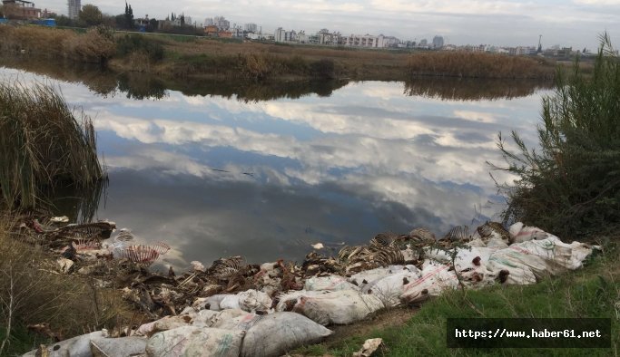 At ve eşekleri kesip kemiklerini bırakmışlar!