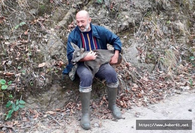 Rize'de avcılardan kaçan karacayı avcılar kurtardı