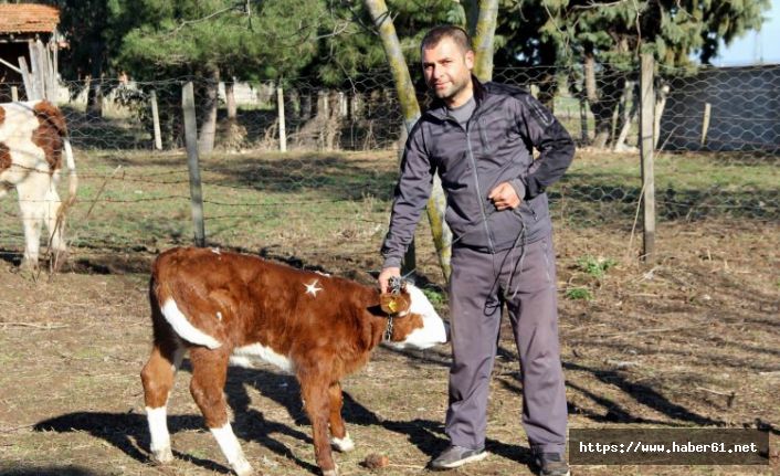 1 Milyon Dolarlık buzağı!