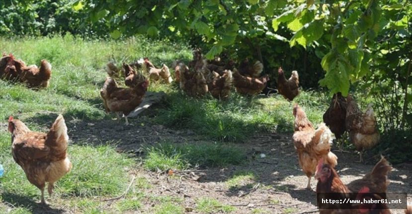 Ordu organik tarımı sevdi