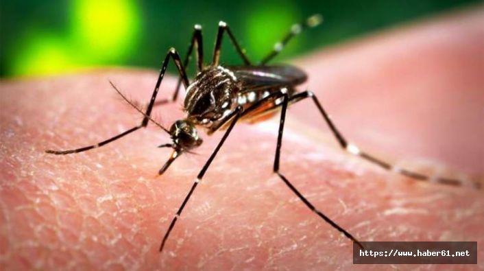 Karadeniz'de ölümcül tehlike! Zika virüsü Karadeniz'de görüldü