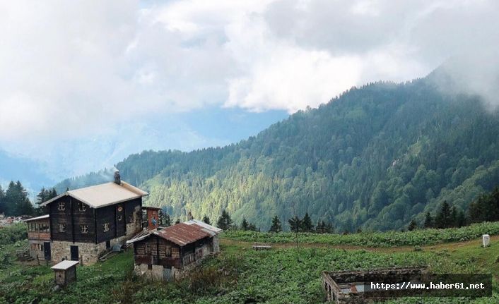 Doğu Karadeniz ormanında sürpriz!