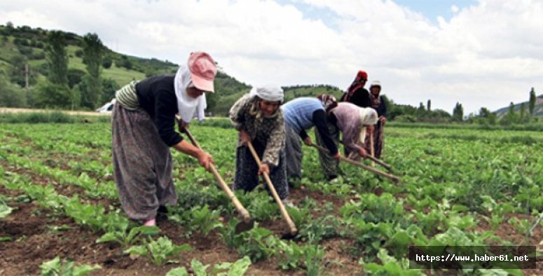 Tarımın yükünü kadınlar çekiyor