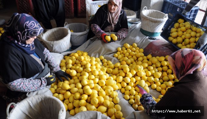 Limon üreticisi çözümü yatakta arıyor