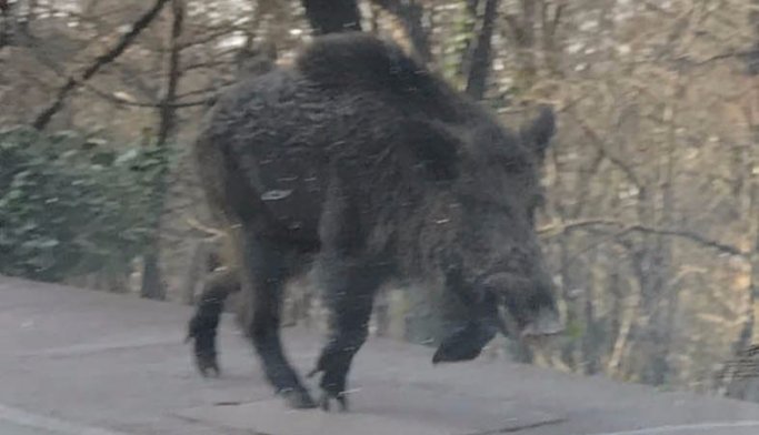 Samsun'da korku salan domuzu arıyorlar