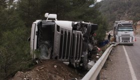 Trabzon'a gelen tır domuz sürüsü yüzünden devrildi