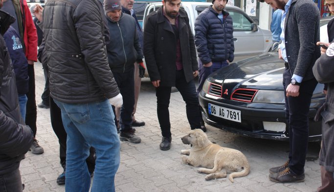 Otomobilin çarptığı yaralı sokak köpek için seferber oldular