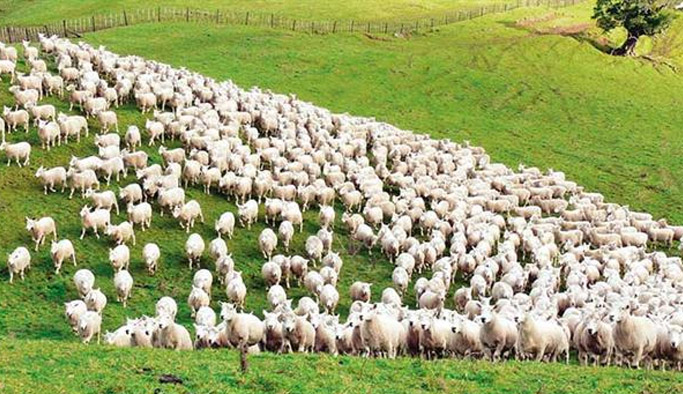 Köyüne dönene maaş ve 300 koyun!