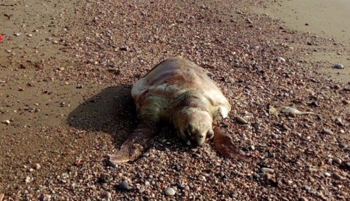 Caretta Caretta sahile vurdu - Mersin haberleri