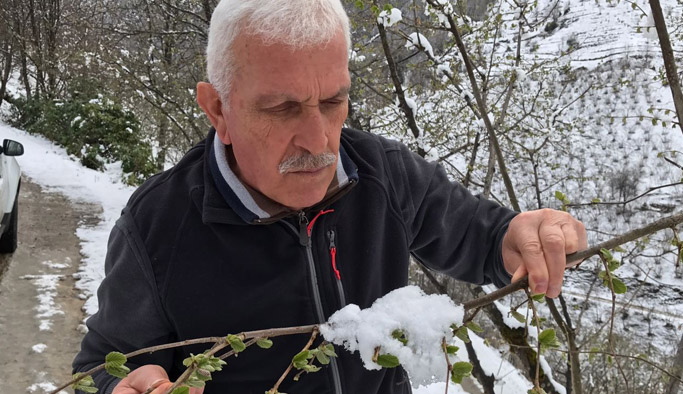 Fındıkta zirai don endişesi