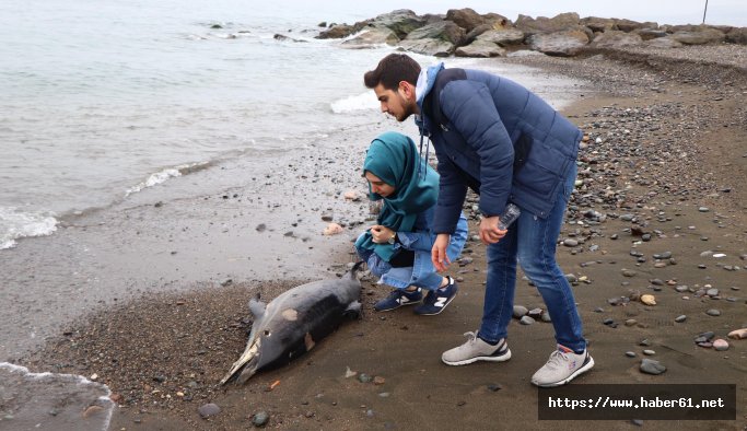 Trabzon’da ölü yunus karaya vurdu