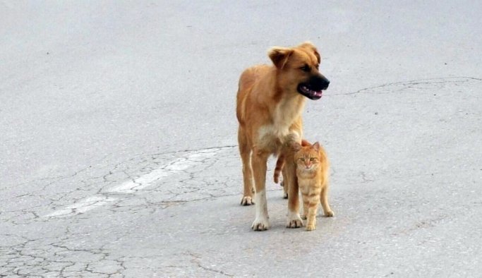 Kedi ve köpeğin dostluğu