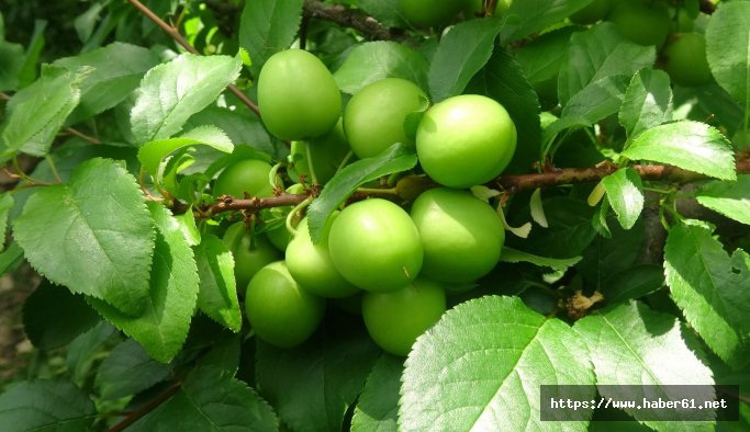 500 liraydı... Eriğin kilosu bakın ne kadar oldu