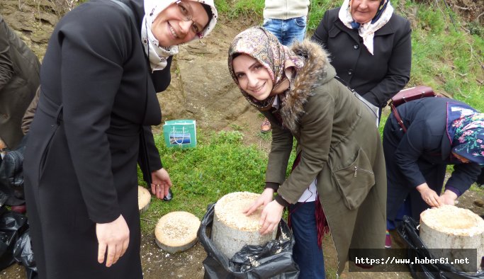 Akçaabat'ta İstiridye Mantarı yetiştiriciliği kursu verildi